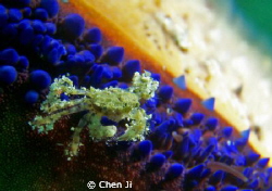 little crab on the starfish! by Chen Ji 
